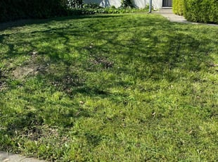 Best Lawn Maintenance Company Near Me