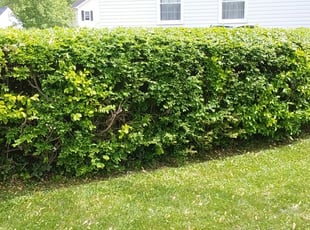 Magda M.'s Landscaping service in POWER MAINTENANC
