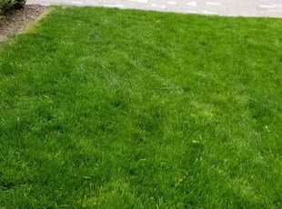 Nicole M.'s Landscaping service in POWER MAINTENANC