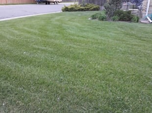 Mergele B.'s Landscaping service in POWER MAINTENANC