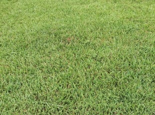 Marie W.'s Lawn Care service in Dave' Lawncare