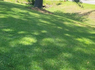 Francine V.'s Lawn Care service in Daryl's Lawns Solutions INC