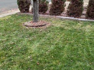 Frederick Md Lawn Care Service, Andrews Landscaping Frederick Md