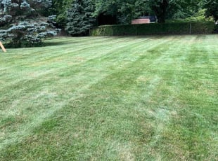 Lawn Insect Control Provo Utah