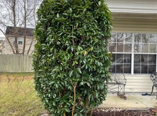 1 Lombard Il Lawn Care Service Lawn Mowing From 19 Best 2021