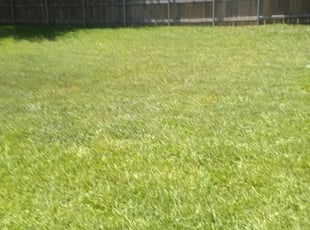 1 Mechanicsville Va Lawn Care Service Lawn Mowing From 19 Best 2021
