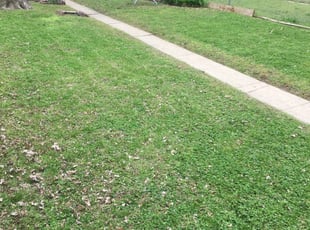 Best Lawn Care Services Near Me