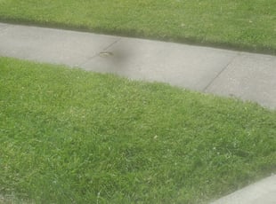 Middletown De Lawn Care Service Lawn Mowing From 19 Rated Best 2021