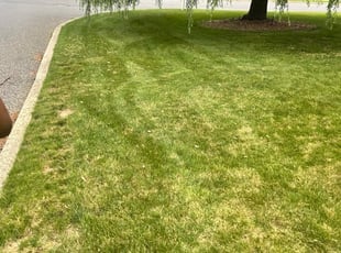 Hollyann M.'s Lawn Mowing service in Corpus Christi Fence Builders