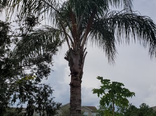 Orlando FL Lawn Care Service - Orlando Fl Lawn Care 94110