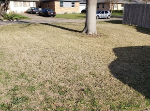 Penny F.'s Lawn Mowing service in Outdoor Service