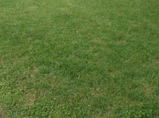 Billy B.'s Yard Cutting service in garden paradise creation