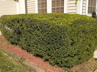 Anthony M.'s Lawn Mowing Service service in Christian's Lawns Treeatment & Lawnscap