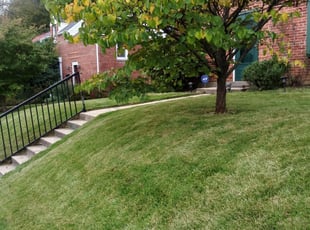 1 Silver Spring Md Lawn Care Service Lawn Mowing From 19 Best 2021
