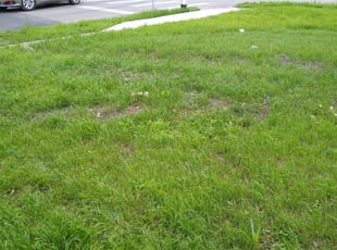 Cynthia & Patrick L.'s Lawn Service service in GTJ lawn care