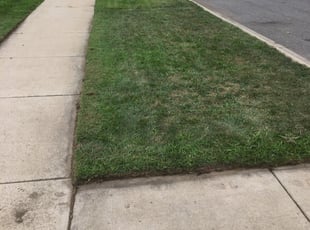 Jimi S.'s Lawn Care service in JC Lawn Service