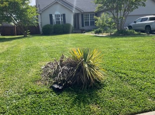park tree Villa Rica GA removal city,