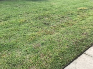 Winter Garden Fl Lawn Care Service Mowing From 19 Lawnstarter Winter Garden Fl Lawn Care Service, Winter Garden Lawn Care