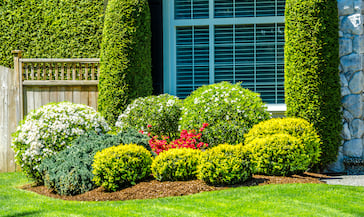 Bush Trimming