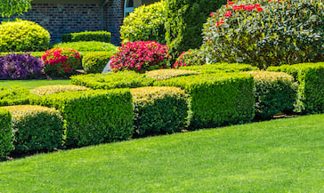 Bush Trimming