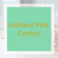 11 Best Pest Control Companies In Buffalo Ny Exterminators