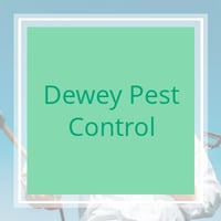 6 Best Pest Control Companies in Glendale, CA