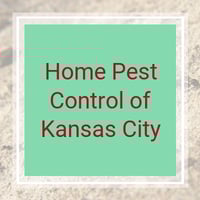 10 Best Pest Control Services In Kansas City Mo Exterminators