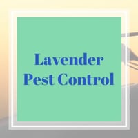 10 Best Pest Control Services In Monroe Ga Exterminators