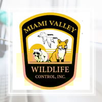 11 Best Pest Control Companies in Dayton, OH | Exterminators