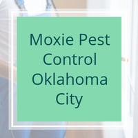 11 Best Pest Control Companies In Edmond Ok Exterminators