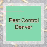 10 Best Pest Control Services in Denver, CO | Exterminators