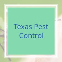 11 Best Pest Control Companies In Corpus Christi Tx Exterminators