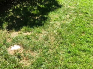 1 Burke Va Lawn Care Service Lawn Mowing From 19 Best 2020