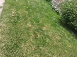 Cedar Creek Tx Lawn Care Service Lawn Mowing From 19 Rated Best 2020