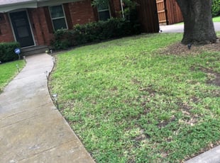 Dallas Tx Landscaping From 29 1 Landscapers Best Of 2020