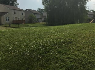 1 Daytona Beach Fl Lawn Care Service Lawn Mowing From 19 Best 2020