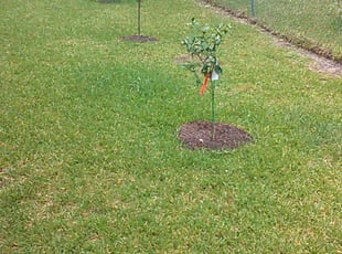 1 Kingwood Tx Lawn Care Service Lawn Mowing From 19 Best 2020