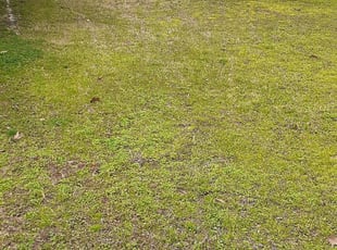 1 Apollo Beach Fl Lawn Care Service Lawn Mowing From 19 Best 2020