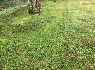 Austell Ga Lawn Care Service Lawn Mowing From 19 Rated Best 2020