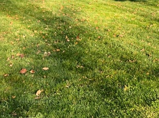 Austell Ga Lawn Care Service Lawn Mowing From 19 Rated Best 2020