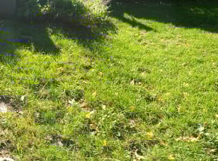 1 Beltsville Md Lawn Care Service Lawn Mowing From 19 Best 2020
