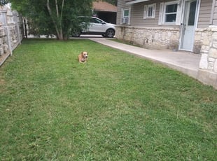 Buffalo Ny Lawn Care Service Lawn Mowing From 19 Rated Best 2020