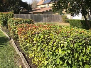 13 Best Lawn Care / Mowing Services in Charleston, SC 2020