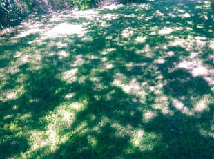 1 Chester Va Lawn Care Service Lawn Mowing From 19 Best 2020