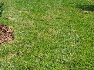 1 Clovis Ca Lawn Care Service Lawn Mowing From 19 Best 2020
