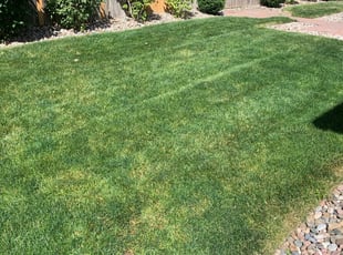 Colorado Springs Co Lawn Care Service Lawn Mowing From 19 Rated Best 2020