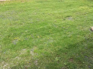 Columbus Oh Lawn Care Lawn Mowing From 19 Landscaping