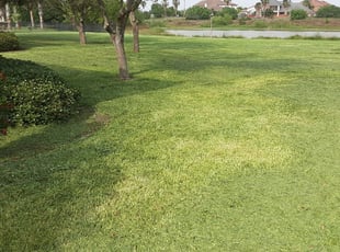 1 Corpus Christi Tx Lawn Care Service Lawn Mowing From 19 Best 2020