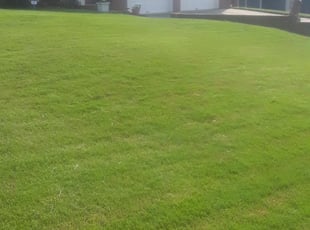 Covington Ga Lawn Care Service Lawn Mowing From 19 Rated Best 2020