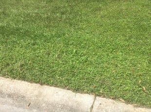 Covington La Lawn Care Service Lawn Mowing From 19 Rated Best 2020